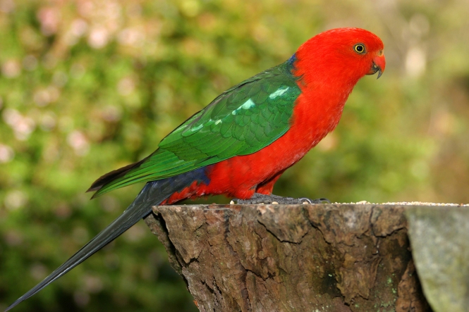 King-Parrot