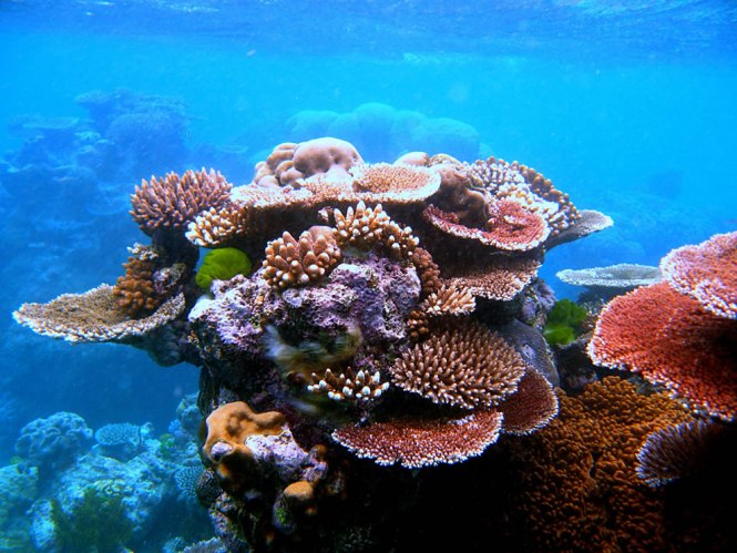 A-variety-of-corals-form-an-outcrop-on-Flynn-Reef-part-of-the-Great-Barrier-Reef-near-Cairns-Queensland-Australia